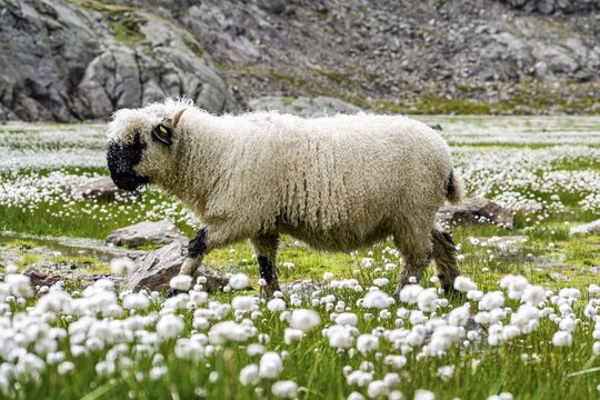 Valais Blacknose sheep (Ovis gmelini aries), in meadow with flowering white cotton grass, high alpine mountain valley, Obere Senner Egete, Stubai Alps, near Ridnaun, South Tyrol, Italy