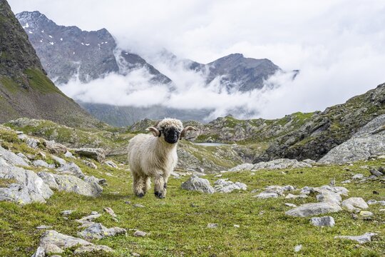 Valais Blacknose sheep (Ovis gmelini aries), high alpine mountain valley, Obere Senner Egete, Stubai Alps, near Ridnaun, South Tyrol, Italy