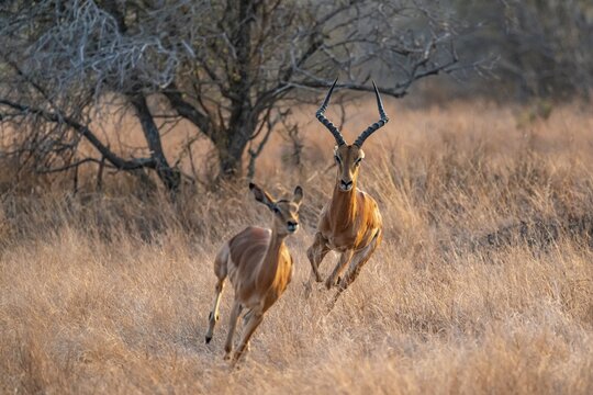 Springbok, male pursues female, parading behaviour, dry grass, Kruger National Park, South Africa