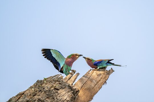 Forked Roller (Coracias caudatus), with open wing, mating behaviour, two birds on a branch in front of a blue sky, Kruger National Park, South Africa