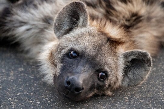 Funny, Hyena looks nice and lies tired on a road, Kruger National Park, South Africa