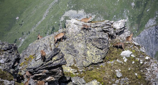 Alpine ibex (Capra ibex) group on rocks at the summit of Mont Blana, H&eacute;rm&eacute;nence, Valais Alps, Valais, Switzerland