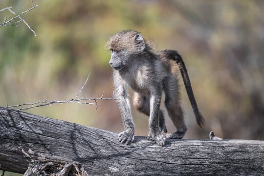 Bear baboon (Papio ursinus), young on a tree trunk, Kruger National Park, South Africa