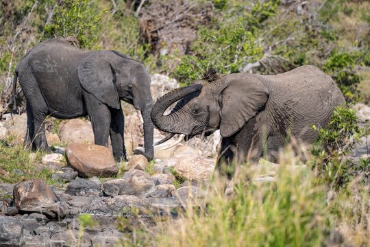 African elephant (Loxodonta africana), adult, Dust bath, Kruger National Park, South Africa