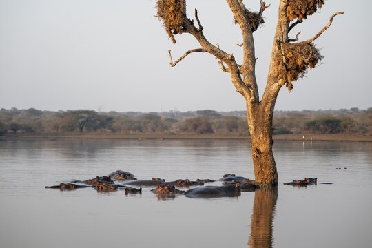 Hippos (Hippopatamus amphibius), group in the water in the morning light under a tree full of birds' nests, with reflection, adult, Kruger National Park, South Africa