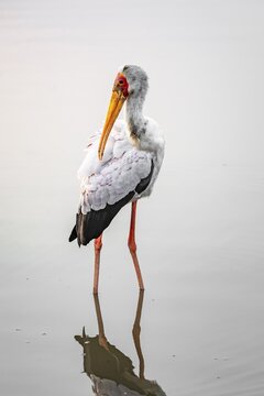 Glutton (Mycteria ibis) in the water caring for its feathers, at sunrise, Sunset Dam, Southern Kruger National Park, Kruger National Park, South Africa