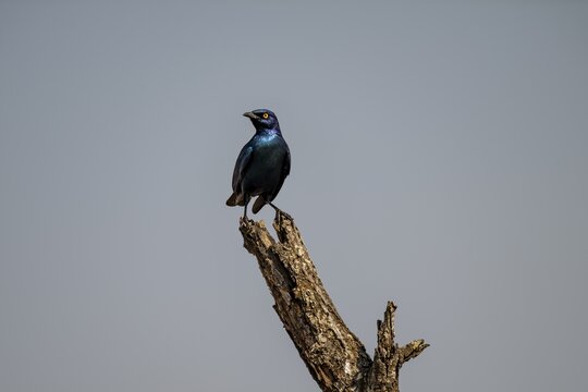 Red-shouldered Glossy Starling (Lamprotornis nitens), sitting on a bare branch against a blue sky, Kruger National Park, South Africa