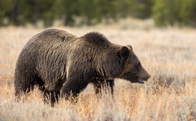 Fototapeta premium Grizzly Bear in Autumn in Grand Teton National Park Wyoming