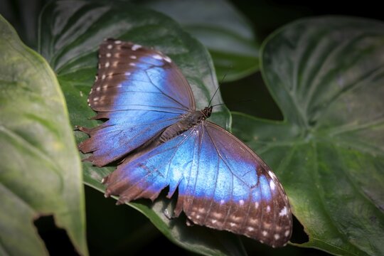 Morpho helenor, blue morpho butterfly sitting on a leaf, Alajuela province, Costa Rica
