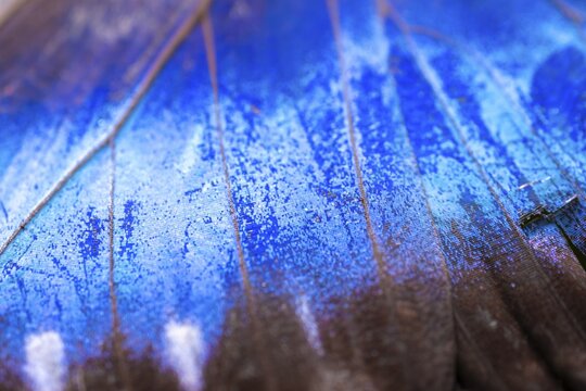 Detail of the butterfly wing of a Morpho helenor, Anaxibia morpho butterfly, Alajuela province, Costa Rica