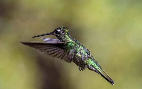 Violet-crowned Brilliant Hummingbird (Eugenes fulgens syn. Eugenes spectabilis) in flight, Los Quetzales National Park, Costa Rica