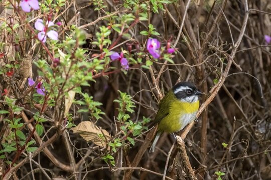 White-browed Bushtangar (Chlorospingus pileatus), Los Quetzales National Park, Costa Rica