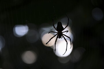 Creepy night shot, Golden silk spider (Trichonephila clavipes) spider web, Tortuguero National Park, Costa Rica