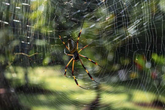 Golden silk spider (Trichonephila clavipes) spider web, Tortuguero National Park, Costa Rica