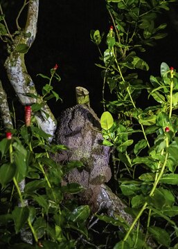 Termite nest in a tree, dense vegetation, Tortuguero National Park, Costa Rica
