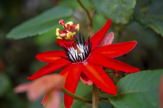 Flower of a red passion flower (Passiflora vitifolia), Tortuguero National Park, Costa Rica
