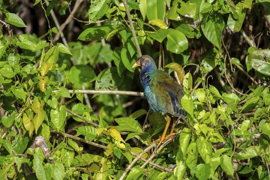 American purple gallinule (Porphyrio martinicus), Tortuguero National Park, Costa Rica