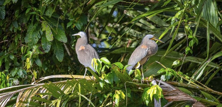 Two naked-throated herons (Tigrisoma mexicanum) in a tree, Tortuguero National Park, Costa Rica