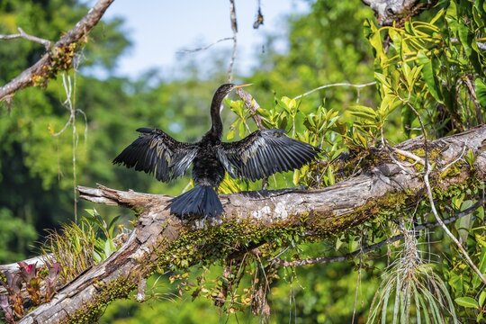Anhinga (Anhinga anhinga) drying its wings, Tortuguero National Park, Costa Rica