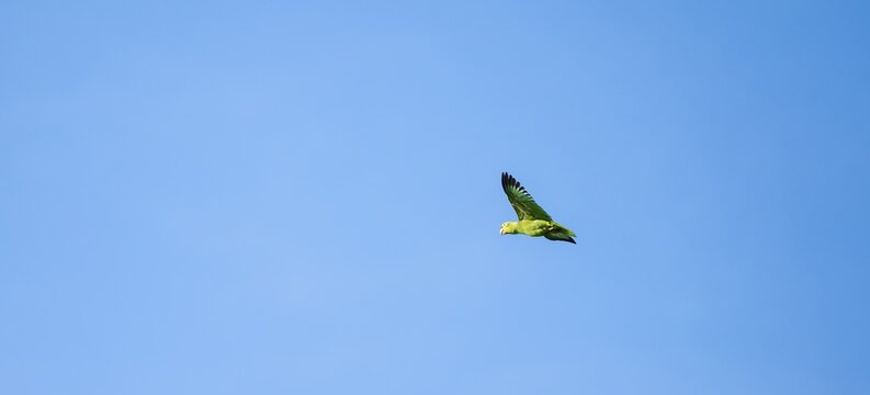 Brown hooded parrot in flight, Puntarenas province, Costa Rica
