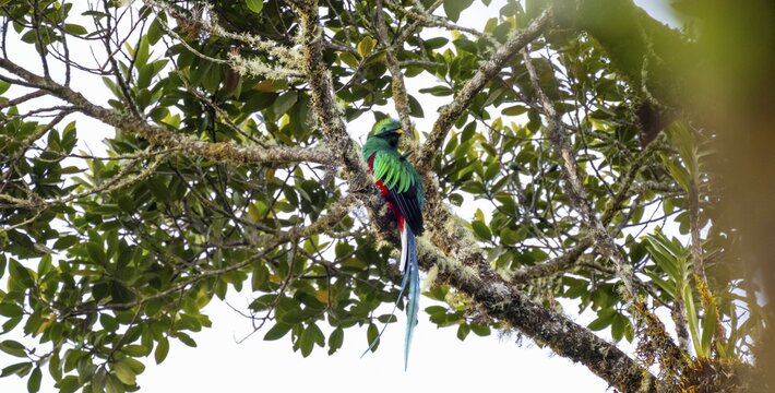 Resplendent quetzals (Pharomachrus mocinno) sitting on a tree in the cloud forest, Parque Nacional Los Quetzales, Costa Rica