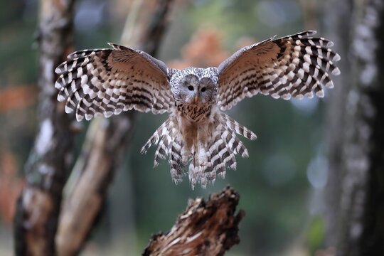 Ural owl (Strix uralensis), adult, on wait, landing, in autumn, &Scaron;umava, Czech Republic