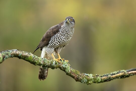 Eurasian sparrowhawk (Accipiter nisus), adult, female, on tree, alert, in autumn, &Scaron;umava, Czech Republic