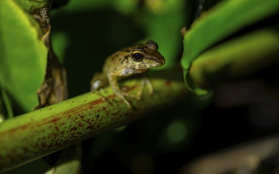 Fitzinger's Dink Frog (Craugastor fitzingeri) on a leaf, macro photograph, black background, Tortuguero National Park, Costa Rica