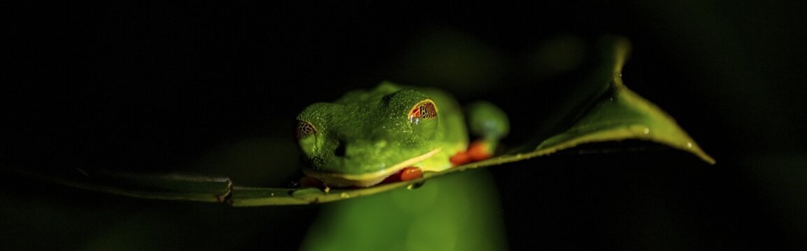 Red-eyed tree frog (Agalychnis callidryas) on a leaf, macro photograph, black background, Tortuguero National Park, Costa Rica