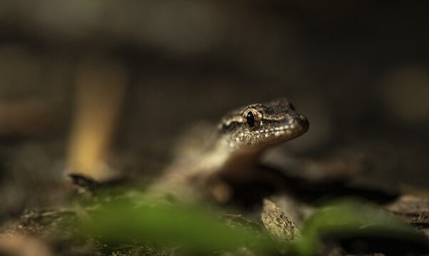Fringed lizard or Anoli, Tortuguero National Park, Costa Rica