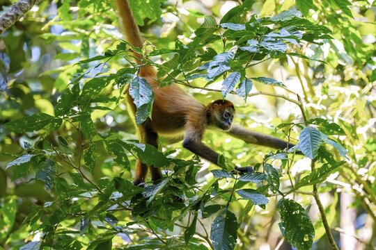 Geoffroy's spider monkey (Ateles geoffroyi) climbing a tree in the jungle, Tortuguero National Park, Costa Rica