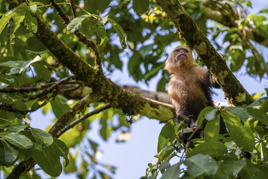 White-headed capuchin (Cebus imitator) in a tree, Cahuita National Park, Costa Rica
