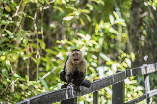 White-headed capuchin (Cebus imitator) screaming, Cahuita National Park, Costa Rica