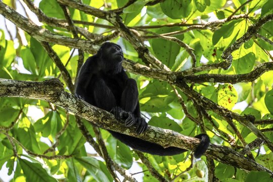 Mantled howler (Alouatta palliata) sitting in a tree, Cahuita National Park, Costa Rica