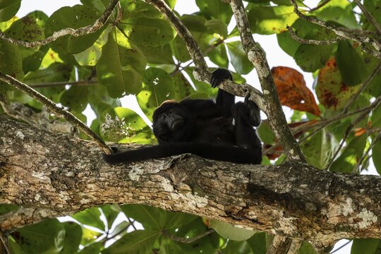 Mantled howler (Alouatta palliata) sleeping in a tree, Cahuita National Park, Costa Rica