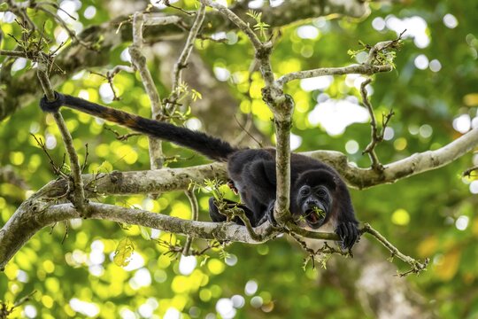 Mantled howler (Alouatta palliata) eating buds in a tree, Cahuita National Park, Costa Rica