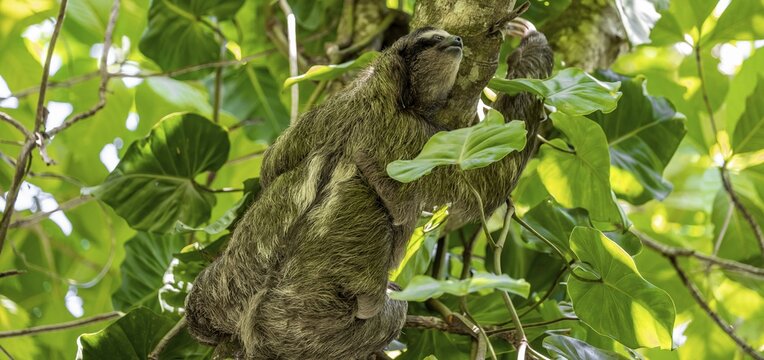 Brown-throated sloth (Bradypus variegatus) climbing a tree, Cahuita National Park, Costa Rica