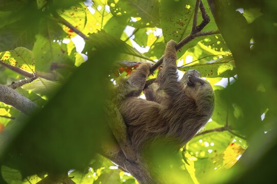 Hoffmann's two-toed sloth (Choloepus hoffmanni) on a branch, Cahuita National Park, Costa Rica