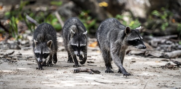 Three raccoon (Procyon lotor) foraging for food, Parque Nacional Cahuita, Costa Rica