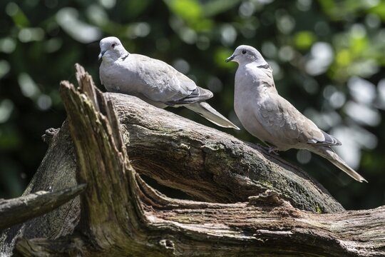 Eurasian collared doves (Streptopelia decaocto), Emsland, Lower Saxony, Germany