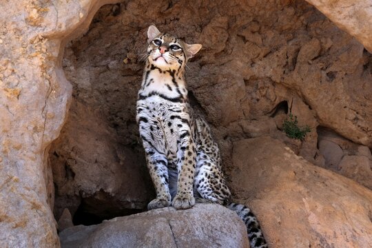 Ocelot (Leopardus pardalis), adult, sitting, at the den, alert, Sonora Desert, Arizona, North America, USA