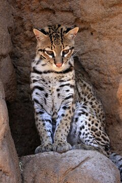 Ocelot (Leopardus pardalis), adult, sitting, at the den, alert, Sonora Desert, Arizona, North America, USA