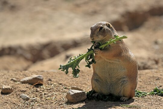 Black-tailed prairie dog (Cynomys ludovicianus), adult, feeding, standing upright, Sonoran Desert, Arizona, North America, USA