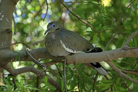 White-winged dove (Zenaida asiatica), adult, sitting on tree, Sonoran Desert, Arizona, North America, USA