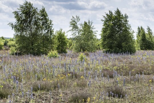 Adder's tongue (Echium vulgare), Emsland, Lower Saxony, Germany