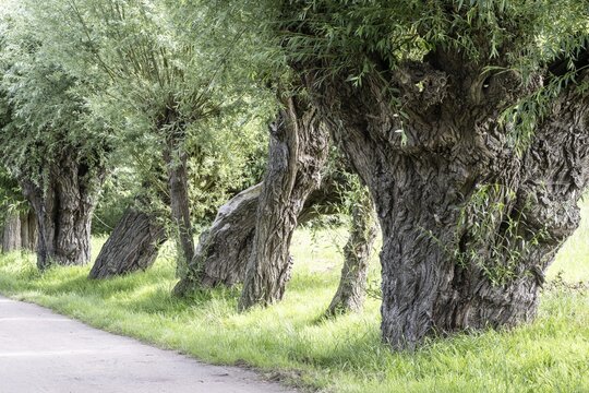 Old pollarded willow, willow (Salix viminalis), Poel Island, Mecklenburg-Western Pomerania, Germany