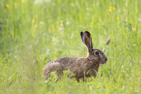 European hare (Lepus europaeus) in tall grass, Stuttgart, Baden-W&uuml;rttemberg, Germany