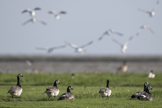 Grazing barnacle geese or barnacle geese (Branta leucopsis), Hauke-Haien-Koog nature reserve, North Friesland, Schleswig-Holstein, Germany