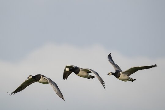 Barnacle geese or barnacle geese (Branta leucopsis) flying in formation over Hauke-Haien-Koog nature reserve, North Friesland, Schleswig-Holstein, Germany