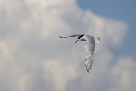 Arctic Arctic Tern (Sterna paradisea) in flight, Wadden Sea, North Frisia, Schleswig-Holstein, Germany